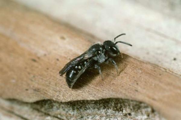Wildbienen der Schweiz  - Stelis ornatula