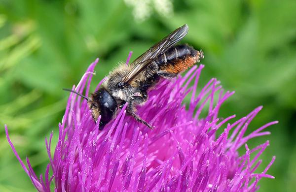 Wildbienen der Schweiz  - Megachile genalis