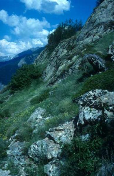 Wildbienen der Schweiz  - Megachile pyrenaica