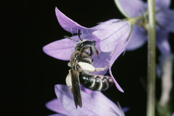 Wildbienen der Schweiz  - Andrena pandellei
