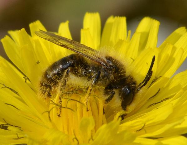 Les abeilles sauvages de Suisse Andrène rhénane - Andrena rhenana