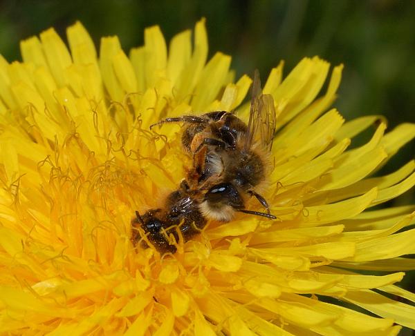 Les abeilles sauvages de Suisse Andrène rhénane - Andrena rhenana