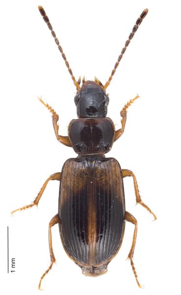   - Acupalpus meridianus