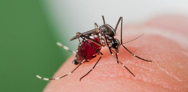 Les espèces néozones de Suisse Moustique tigre - Aedes albopictus