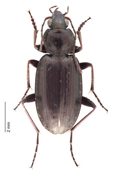   - Agonum gracilipes