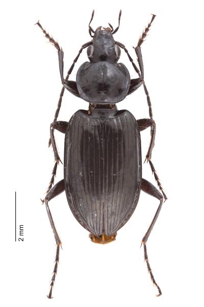   - Agonum hypocrita
