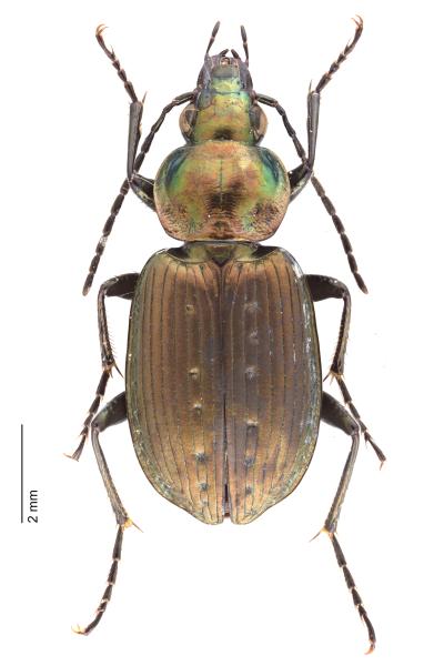   - Agonum impressum