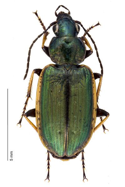   - Agonum marginatum