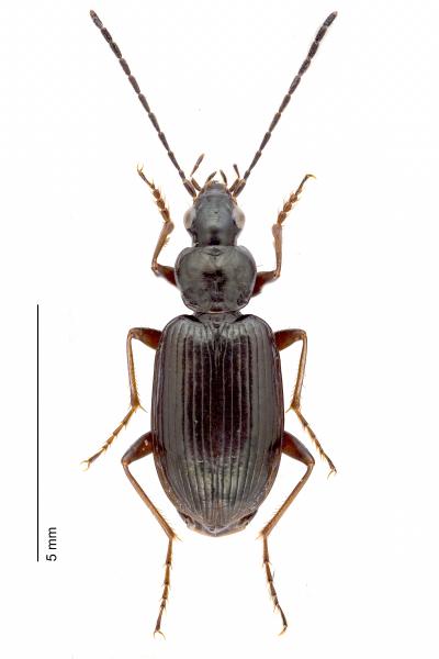   - Agonum micans
