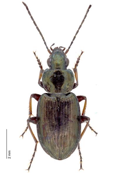   - Agonum muelleri