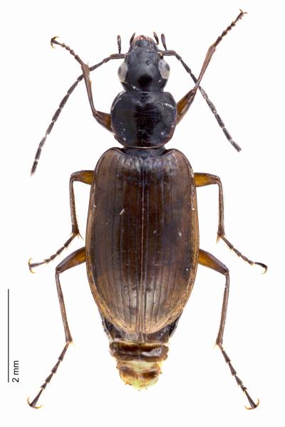   - Agonum piceum