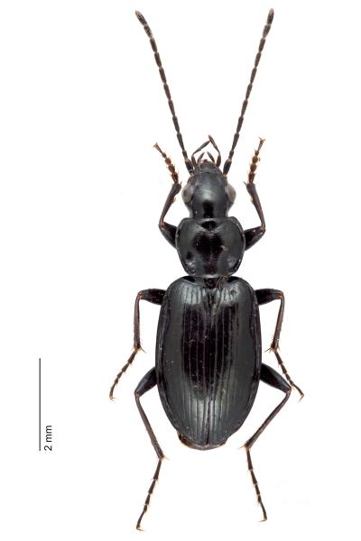 Carabes de Suisse  - Agonum scitulum