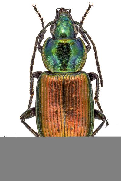   - Agonum sexpunctatum
