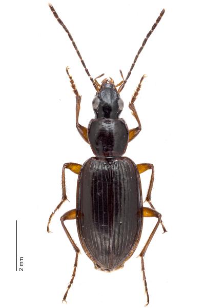   - Agonum thoreyi