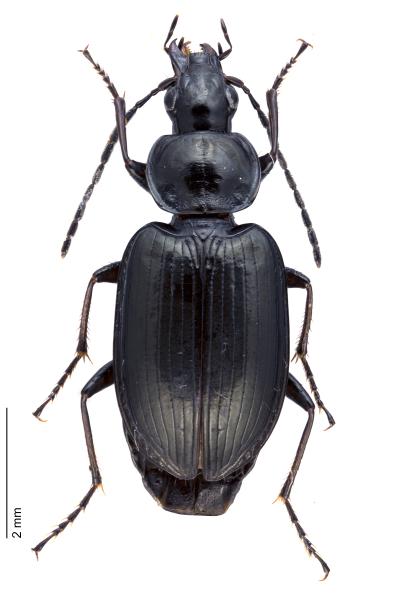   - Agonum versutum