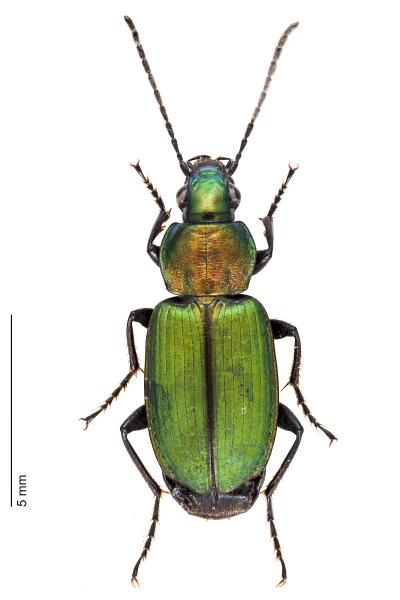 Carabes de Suisse  - Agonum viridicupreum viridicupreum