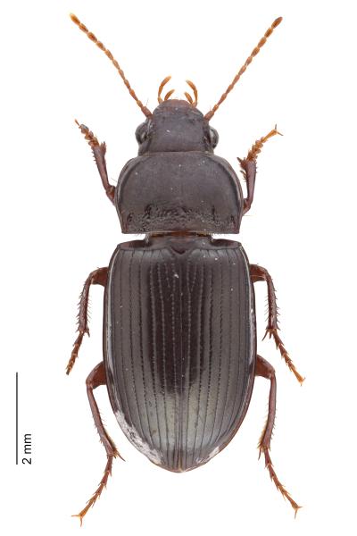 Carabes de Suisse  - Amara apricaria