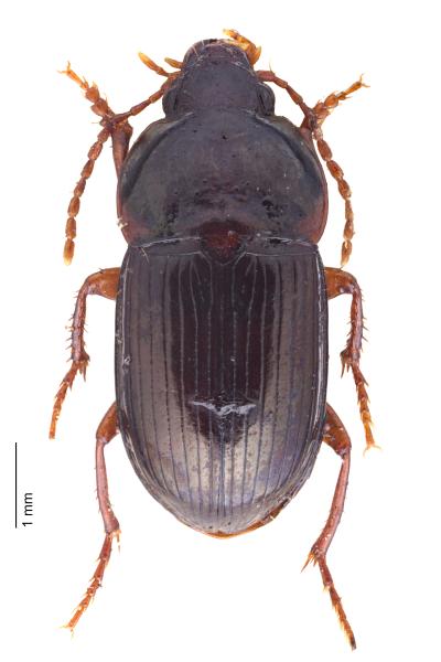 Carabes de Suisse  - Amara brunnea