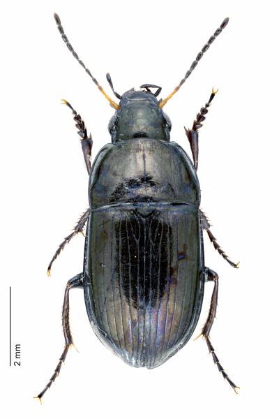 Carabes de Suisse  - Amara communis