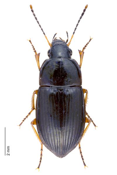 Carabes de Suisse  - Amara concinna