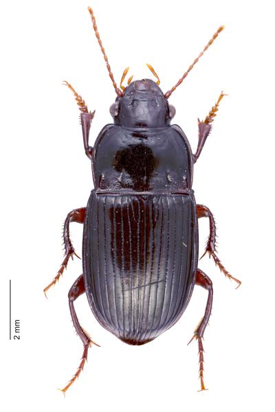 Carabes de Suisse  - Amara consularis