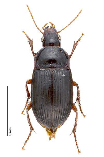 Carabes de Suisse  - Amara equestris