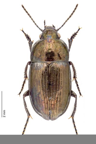 Carabes de Suisse  - Amara erratica