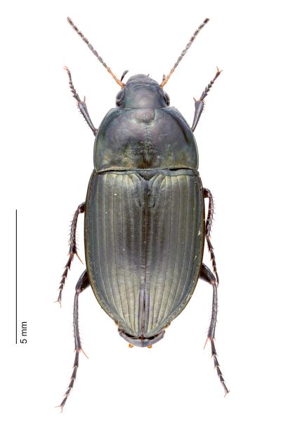 Carabes de Suisse  - Amara eurynota