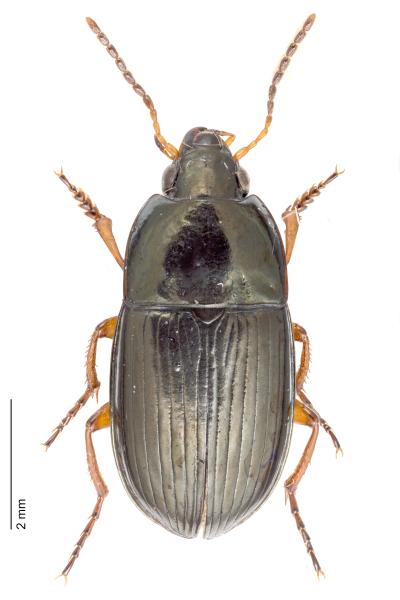 Carabes de Suisse  - Amara familiaris