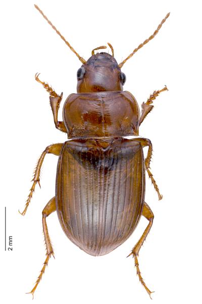 Carabes de Suisse  - Amara fulva