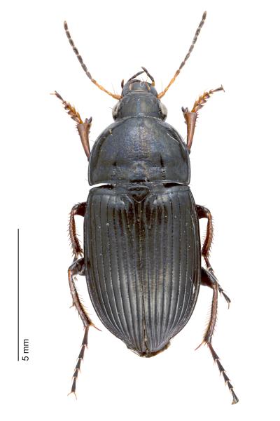 Carabes de Suisse  - Amara fulvipes