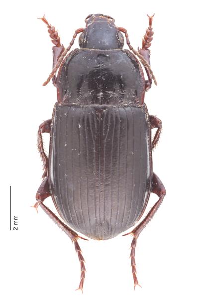 Carabes de Suisse  - Amara infuscata