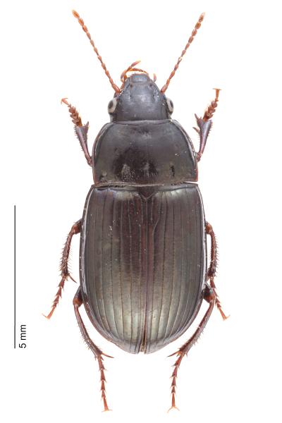 Carabes de Suisse  - Amara ingenua