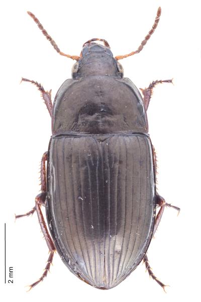 Carabes de Suisse  - Amara littorea