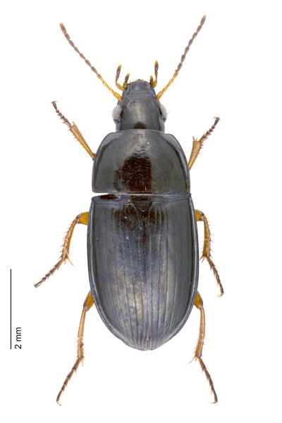 Carabes de Suisse  - Amara lucida
