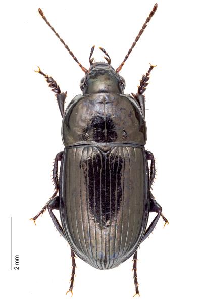 Carabes de Suisse  - Amara lunicollis