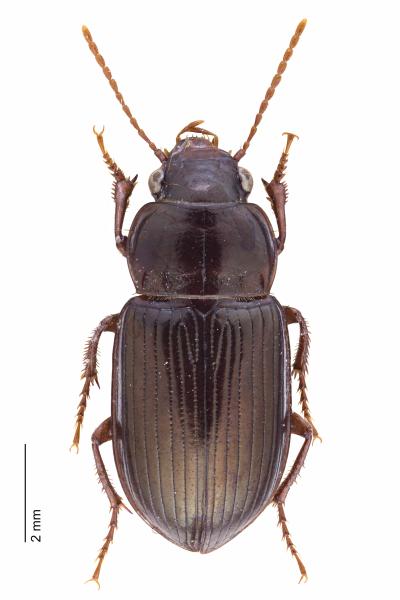 Carabes de Suisse  - Amara majuscula