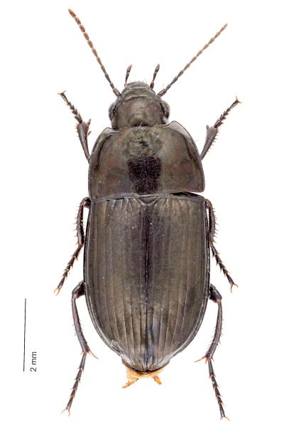 Carabes de Suisse  - Amara nigricornis