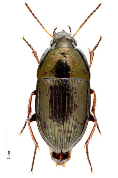 Carabes de Suisse  - Amara nitida