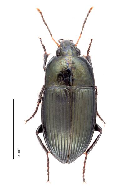 Carabes de Suisse  - Amara ovata