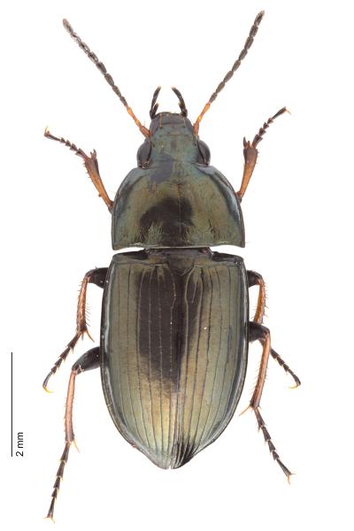 Carabes de Suisse  - Amara plebeja