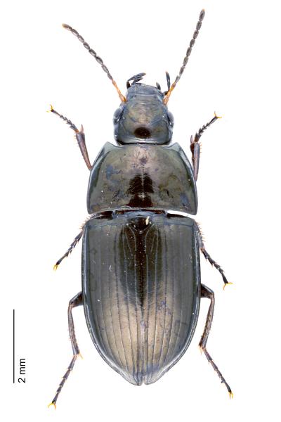 Carabes de Suisse  - Amara pulpani