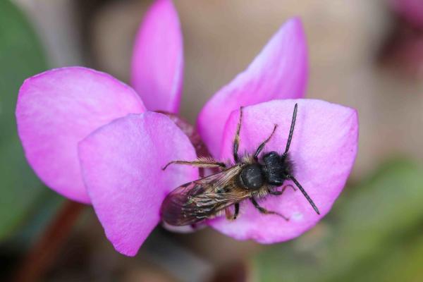 Wildbienen der Schweiz  - Andrena bicolor