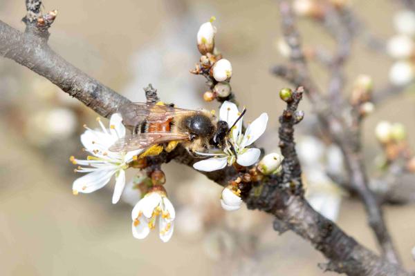 Wildbienen der Schweiz Schwarzbeinige Rippensandbiene - Andrena bimaculata