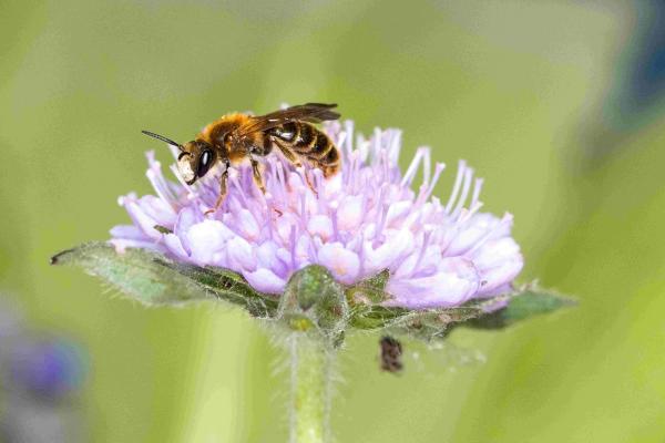 Les abeilles sauvages de Suisse Andrène de la Knautie - Andrena hattorfiana