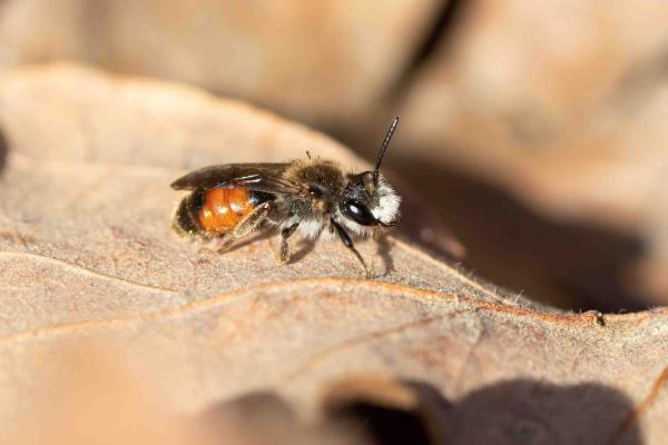 Wildbienen der Schweiz Rote Ehrenpreis-Sandbiene - Andrena labiata