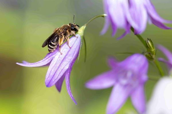 Wildbienen der Schweiz  - Andrena pandellei