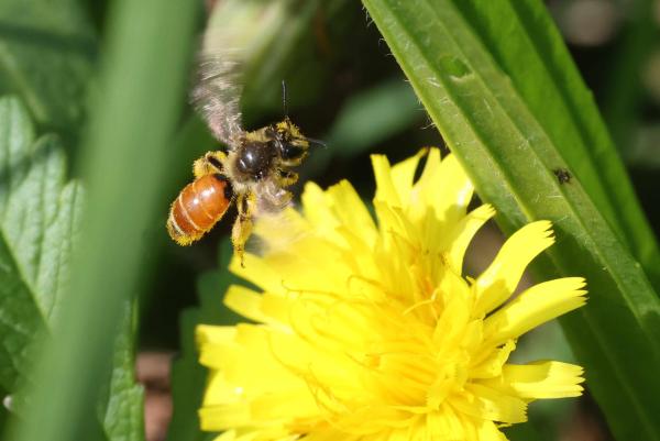Wildbienen der Schweiz  - Andrena pellucens