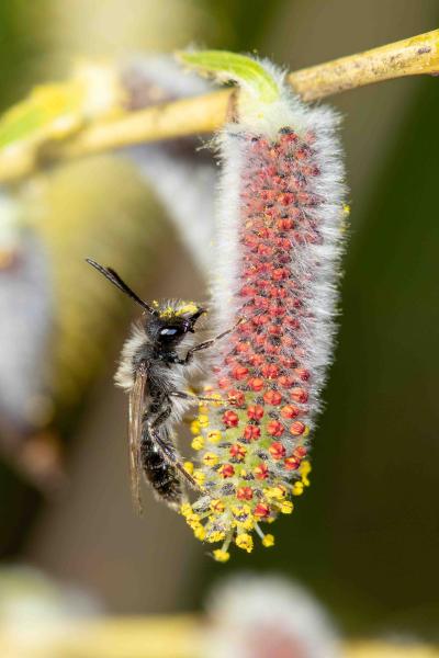 Wildbienen der Schweiz  - Andrena praecox