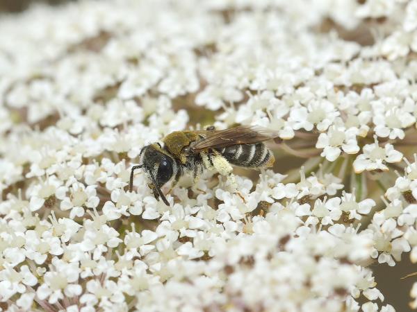 Wildbienen der Schweiz  - Andrena aeneiventris